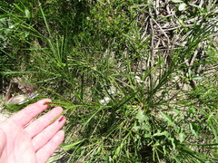 Eleusine coracana, photograph (c) Shaun Swanepoel, some rights reserved (CC BY)