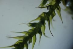 Amblystegium