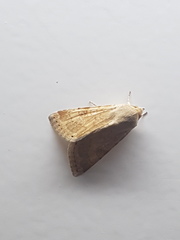 Heliothis nubigera