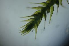 Amblystegium