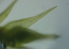 Amblystegium