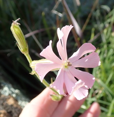 Silene undulata