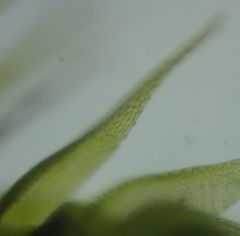 Amblystegium