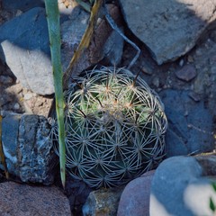 Coryphantha radians