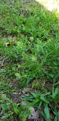 Lepidium virginicum virginicum