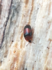 Clypastraea pulchella