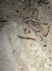 Scolopendra subspinipes