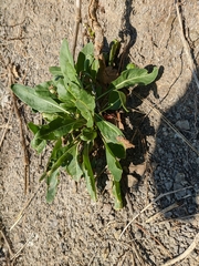 Cephalaria coriacea
