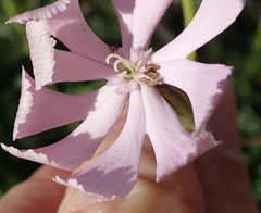 Silene undulata