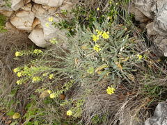 Aurinia leucadea