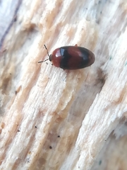 Clypastraea pulchella