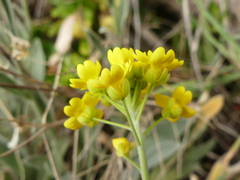 Aurinia leucadea