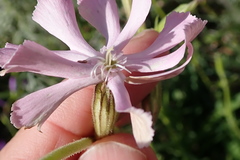 Silene undulata