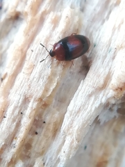 Clypastraea pulchella