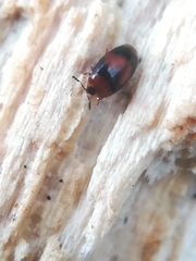 Clypastraea pulchella