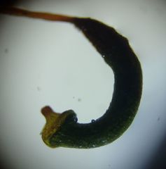 Amblystegium