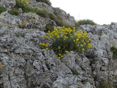 Aurinia leucadea