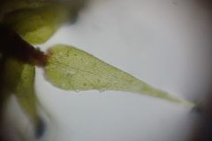 Amblystegium