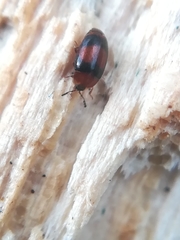 Clypastraea pulchella