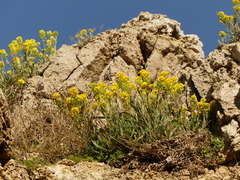 Aurinia leucadea