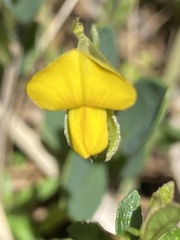 Crotalaria rotundifolia