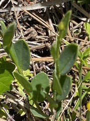 Crotalaria rotundifolia