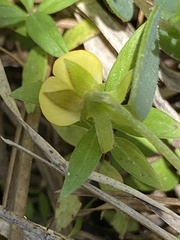 Crotalaria rotundifolia