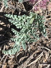 Vesper montanus