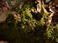 Thamnobryum alopecurum