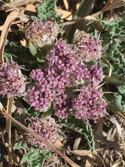 Vesper montanus