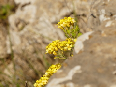Aurinia leucadea