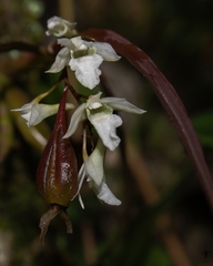 Dendrobium heyneanum