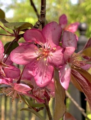Malus floribunda