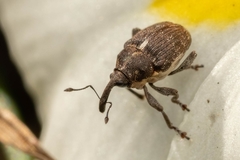 Glocianus