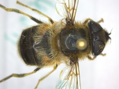Eristalis pertinax