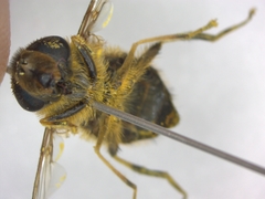 Eristalis pertinax