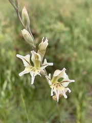 Gladiolus permeabilis