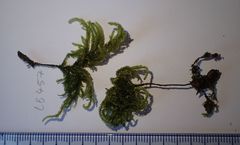 Thamnobryum alopecurum