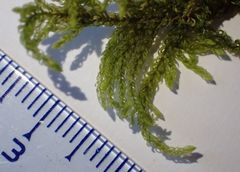 Thamnobryum alopecurum
