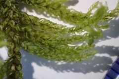 Thamnobryum alopecurum