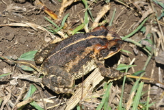 Incilius ibarrai