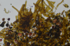 Gloeocapsopsis magma