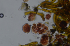 Gloeocapsopsis magma