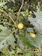 Solanum aculeatissimum