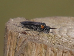 Dolerus haematodes