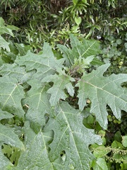 Solanum aculeatissimum