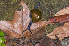 Macrochlamys superlita