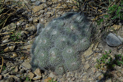 Mammillaria parkinsonii