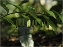 Polygonatum arisanense