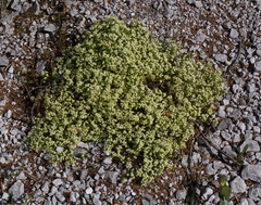Galium megalospermum